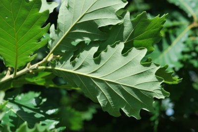Quercus macranthera - dub velkokvětý - llist - rub